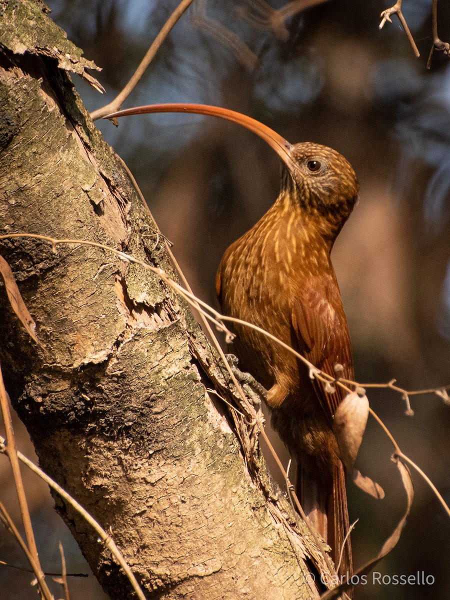 Red-billed Scythebill - Carlos Rossello