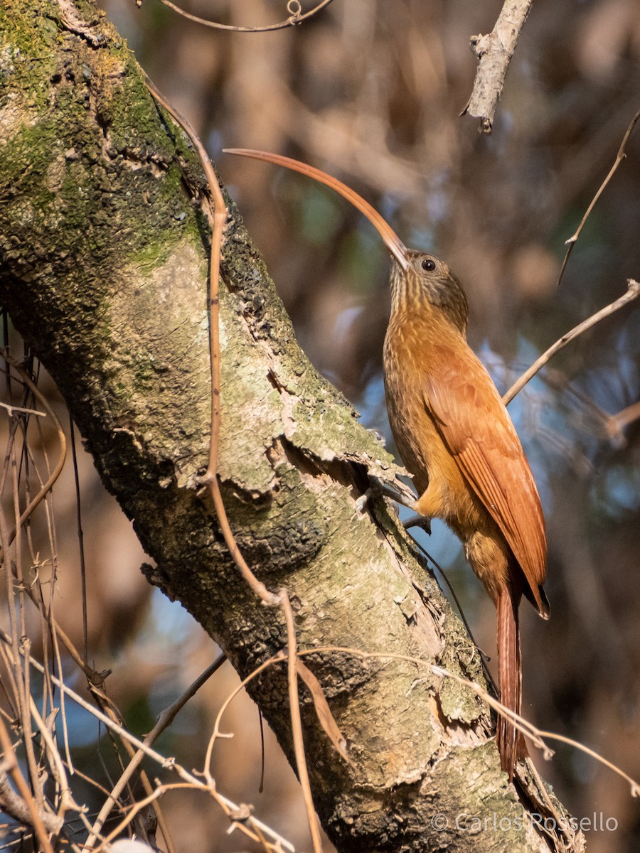 Red-billed Scythebill - Carlos Rossello