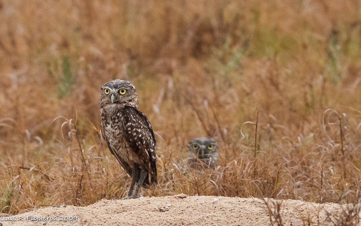 Burrowing Owl - Luis R Figueroa