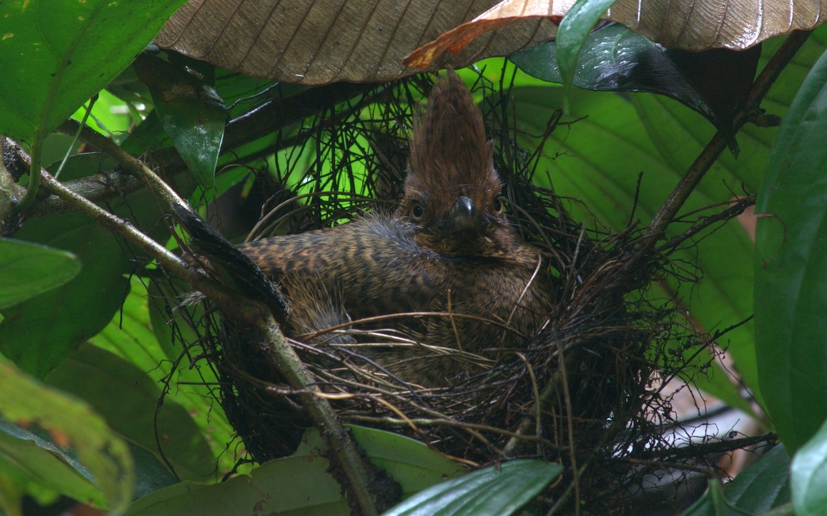 Кущівник-чубань перуанський - ML251318321
