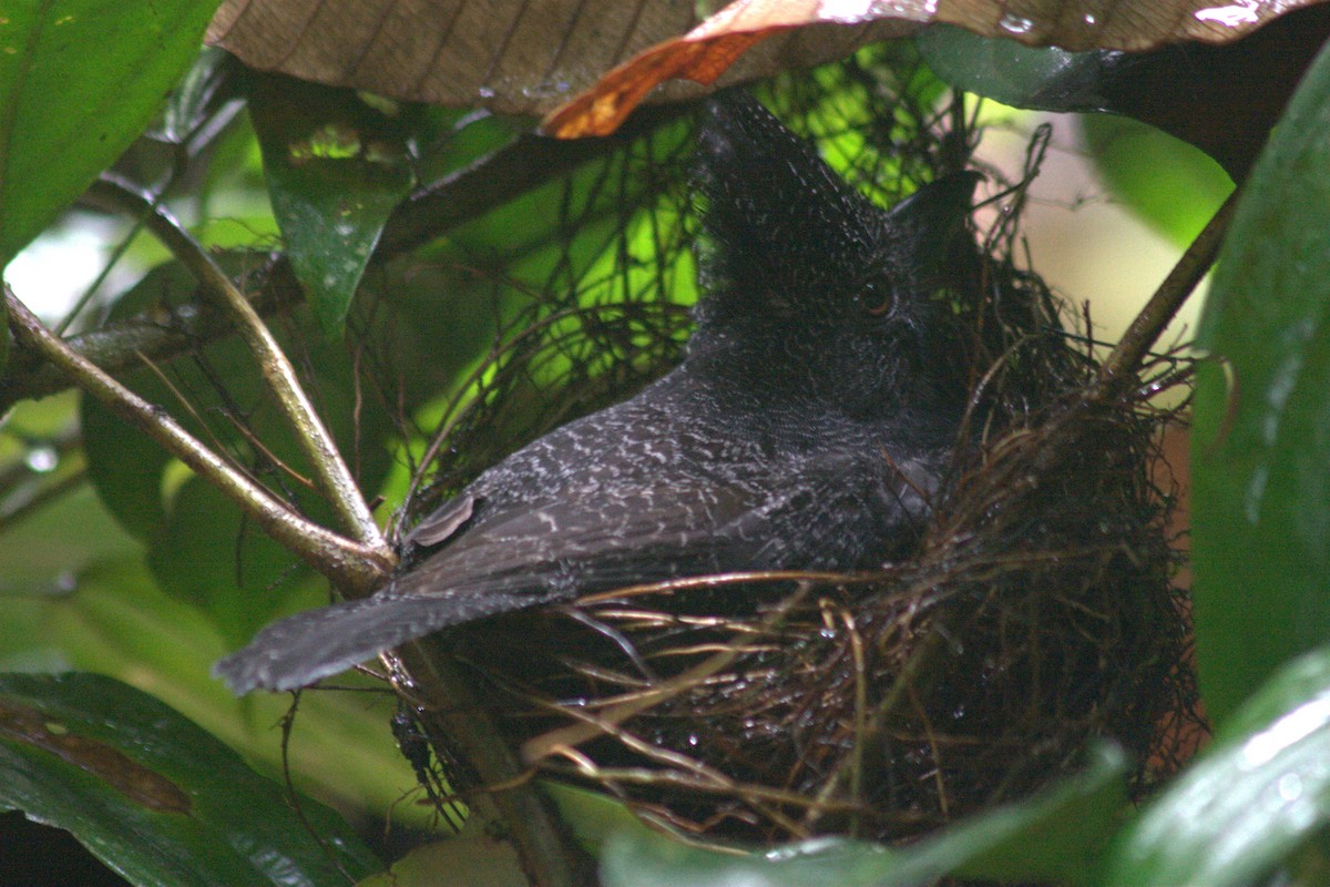 Кущівник-чубань перуанський - ML251318331