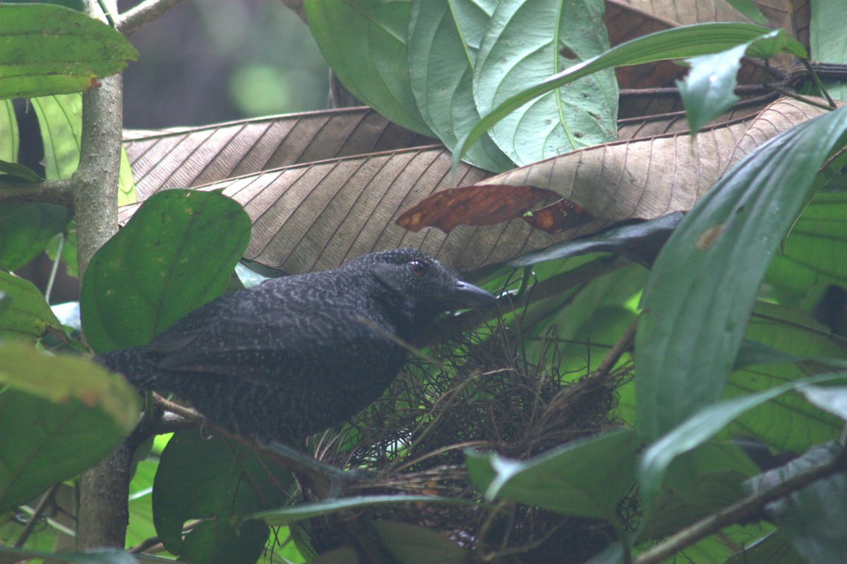 Fulvous Antshrike - ML251318351