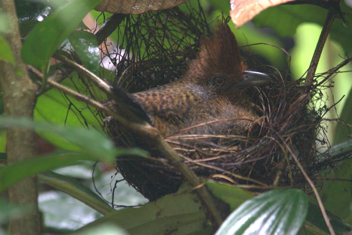 Fulvous Antshrike - ML251318361