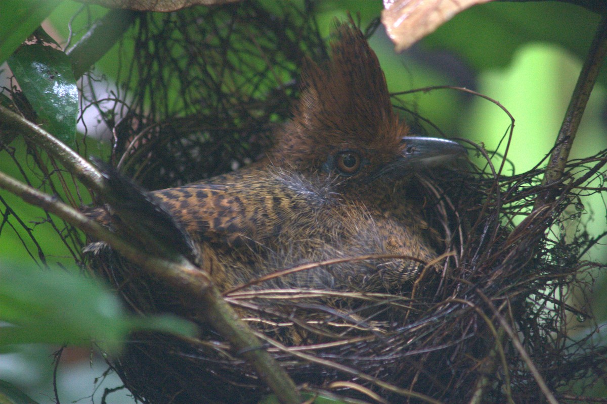 Кущівник-чубань перуанський - ML251318381