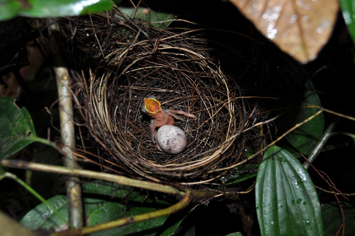 Кущівник-чубань перуанський - ML251318401