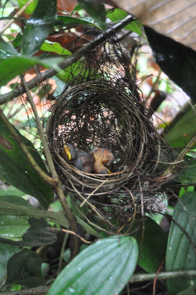 Кущівник-чубань перуанський - ML251318411