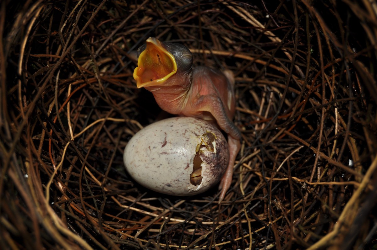 Кущівник-чубань перуанський - ML251318421