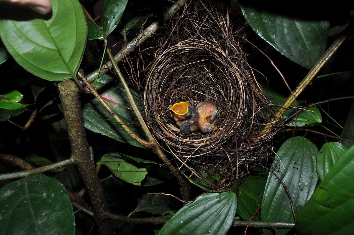 Fulvous Antshrike - ML251318431