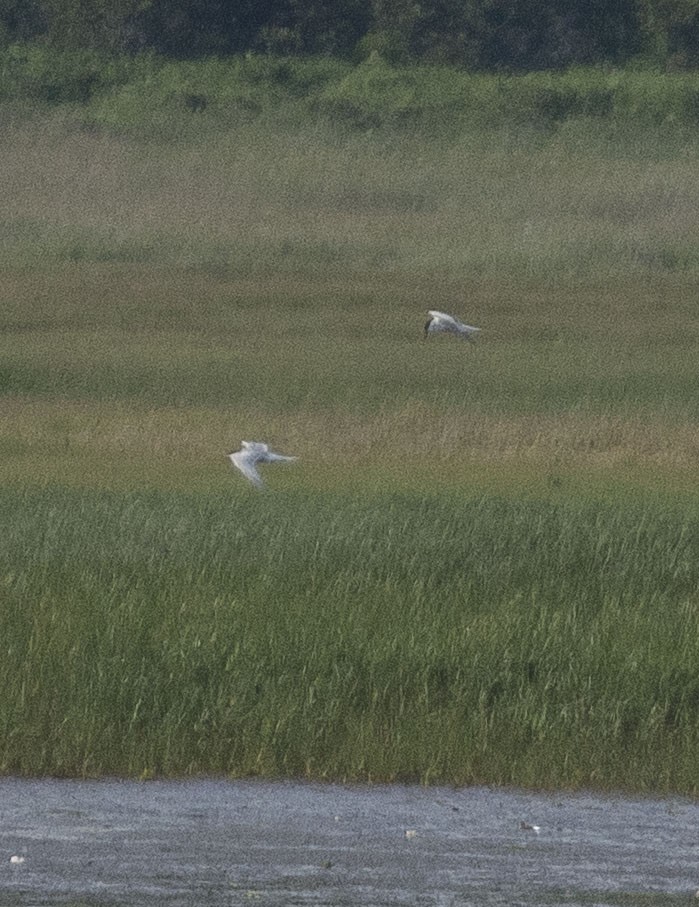 Least Tern - ML251318801