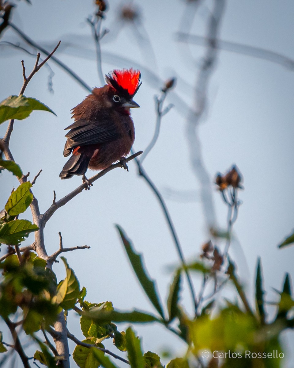 Red-crested Finch - Carlos Rossello