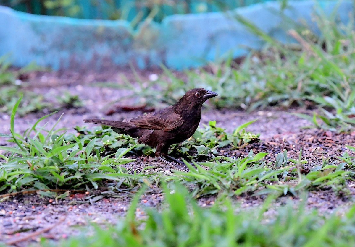 Bronzed Cowbird - JoAnna Clayton
