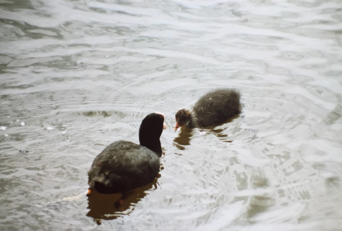 Eurasian Coot - ML251321901