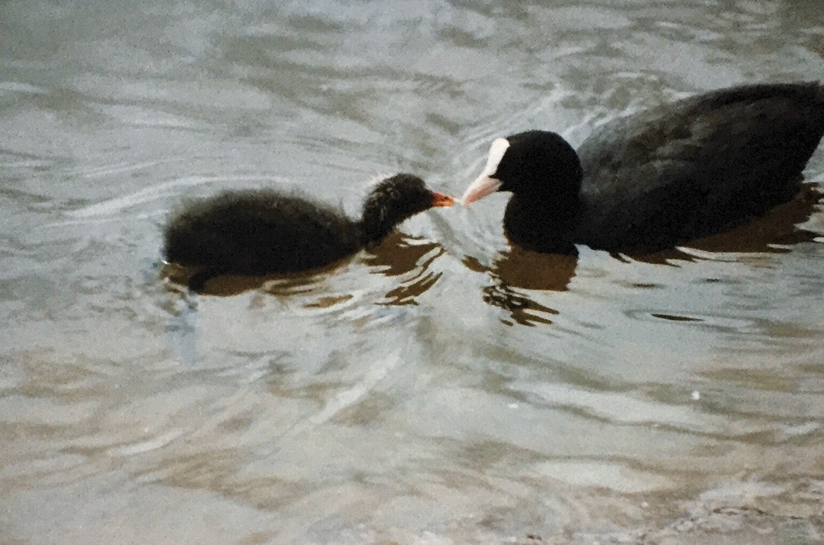 Eurasian Coot - ML251321911