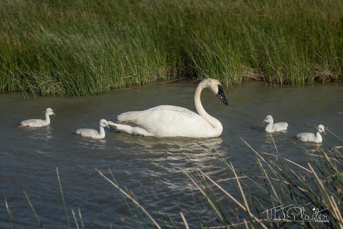 Trumpeter Swan - ML251322671