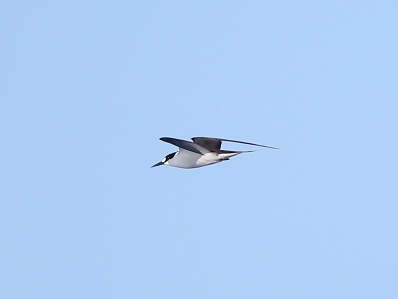 Sooty Tern - ML25132281