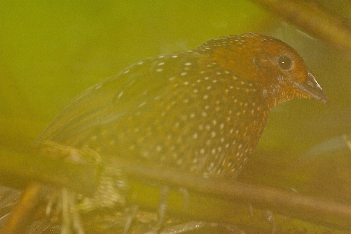 Ocellated Tapaculo - ML251325531