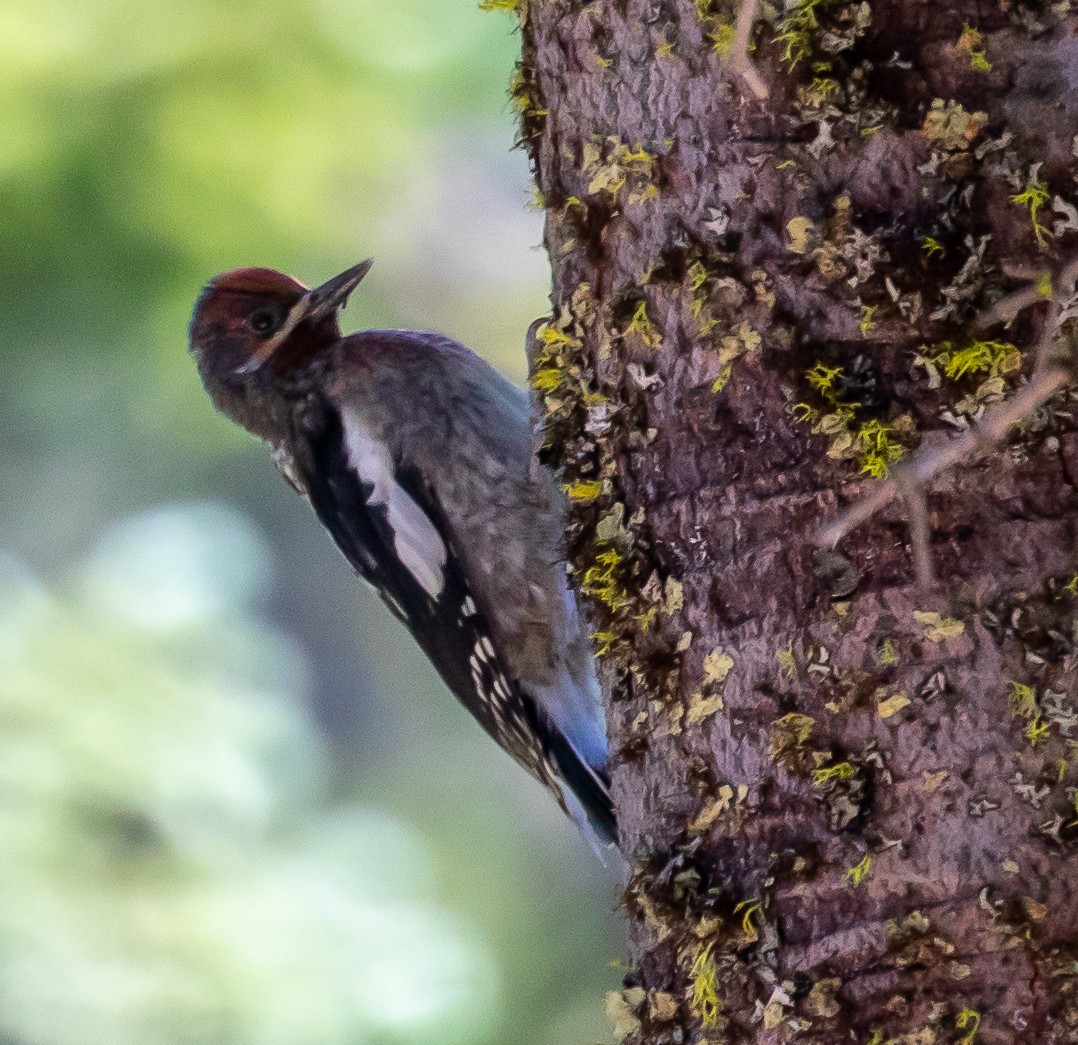 Red-breasted Sapsucker - ML251325701