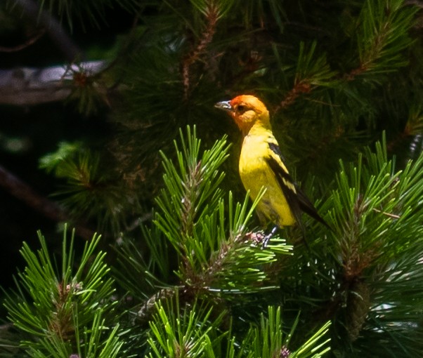 Western Tanager - ML251326631