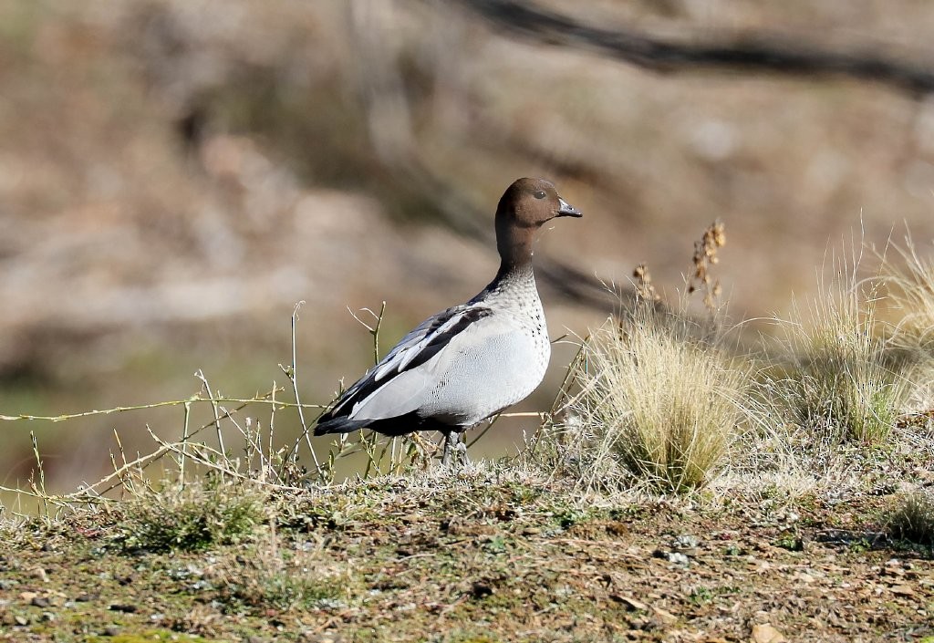 eBird Checklist - 18 Jul 2020 - Rose Retreat, Jerangle - Private ...