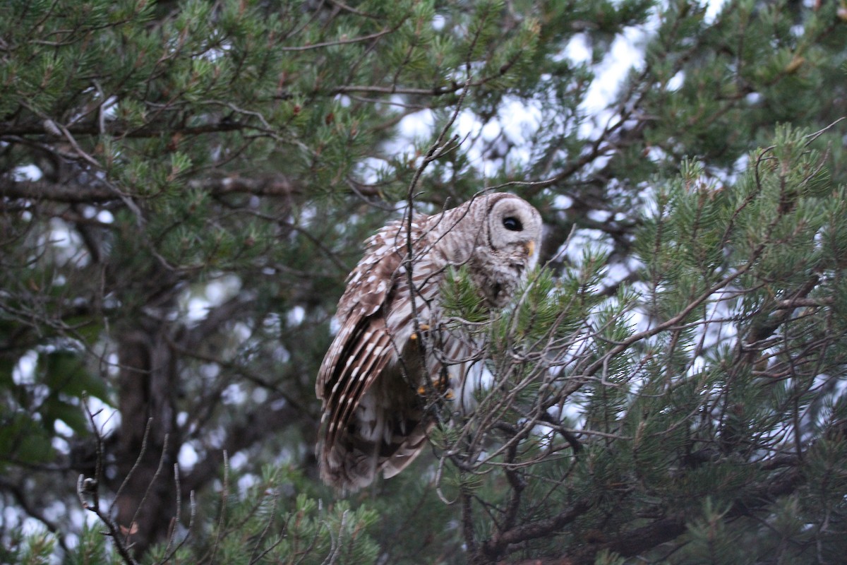 Barred Owl - Kevin Wistrom