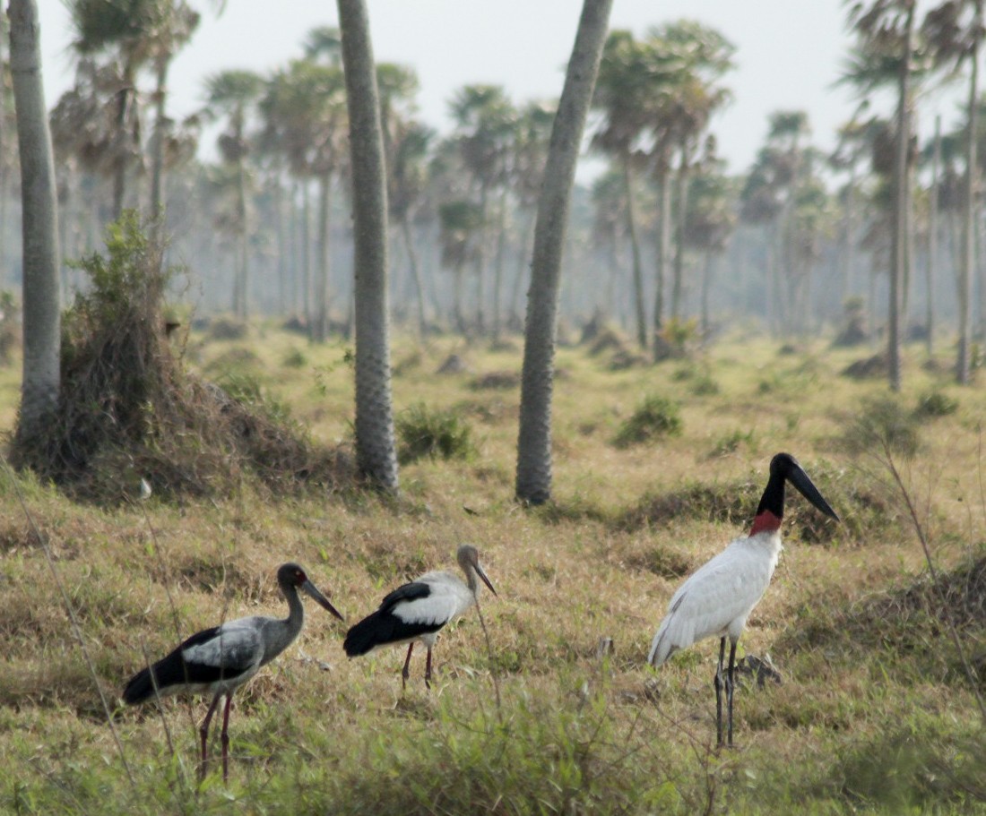 Maguari Stork - ML251330571