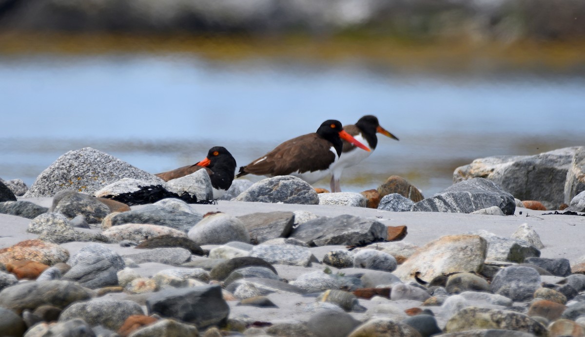 American Oystercatcher - ML251331271