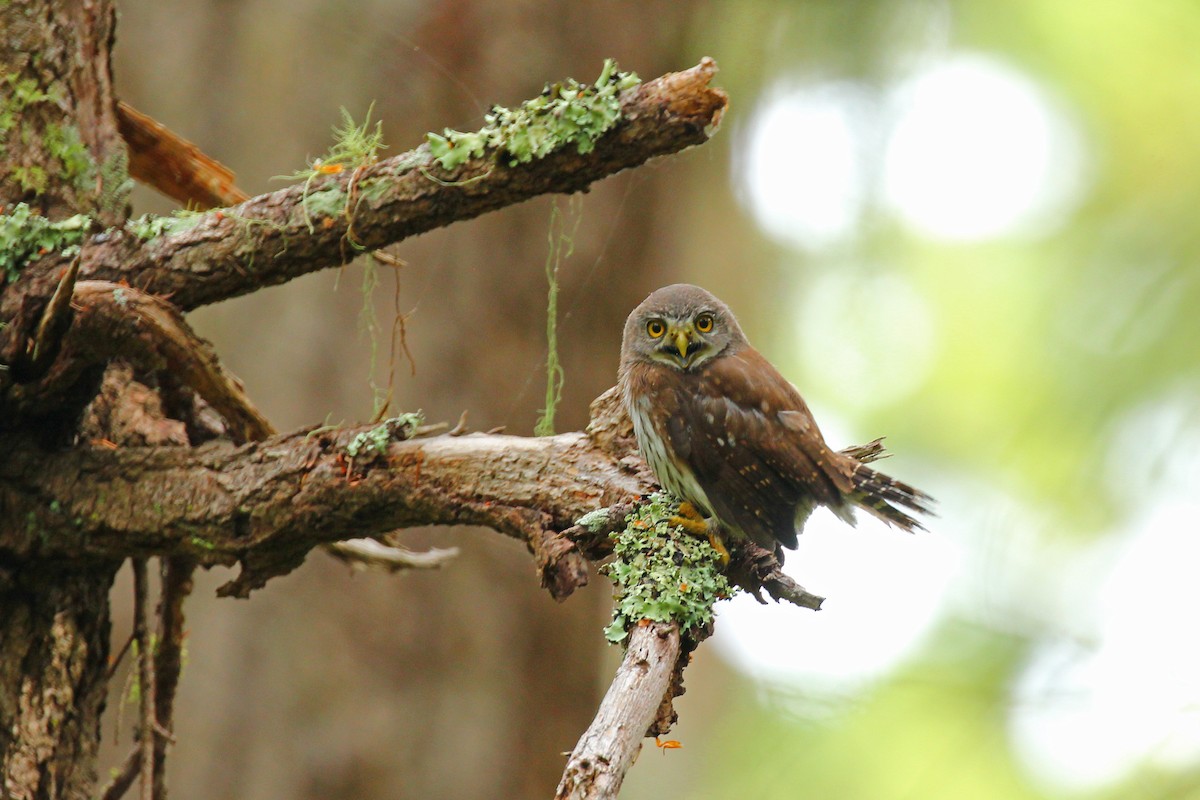 Northern Pygmy-Owl - Alex Rinkert