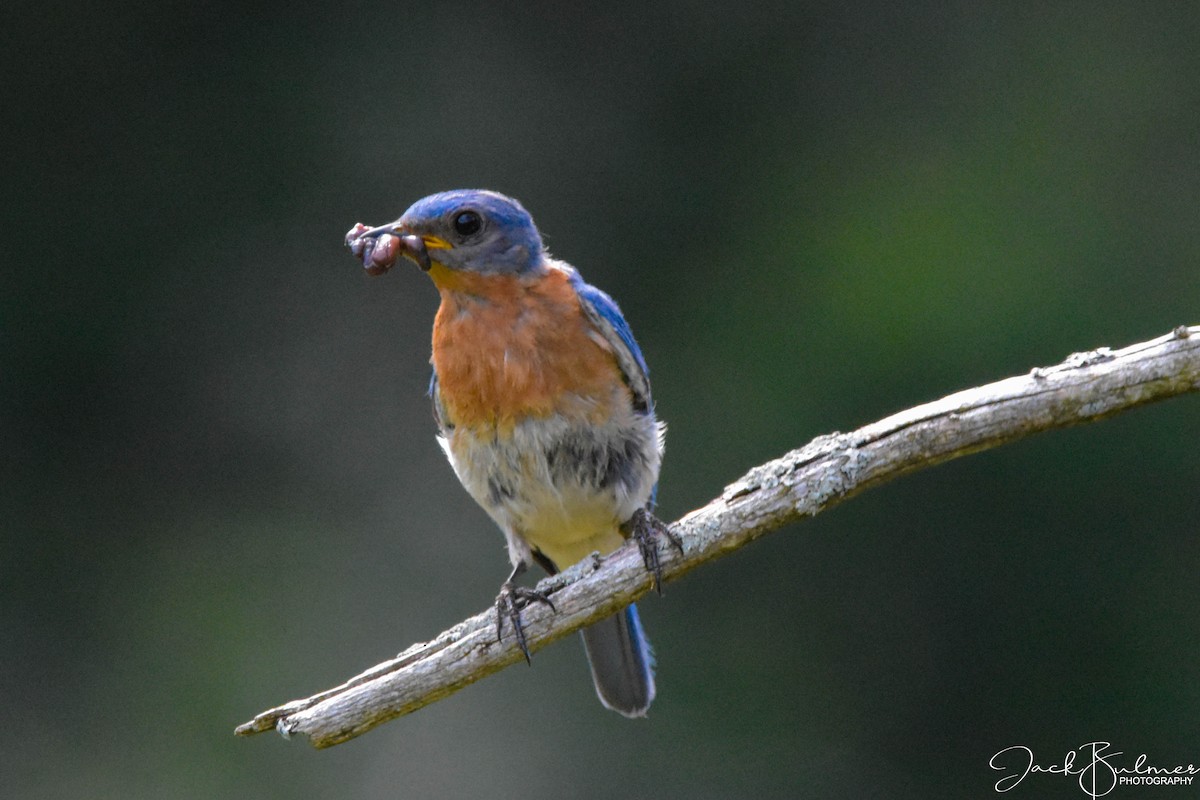 Eastern Bluebird - ML251333411