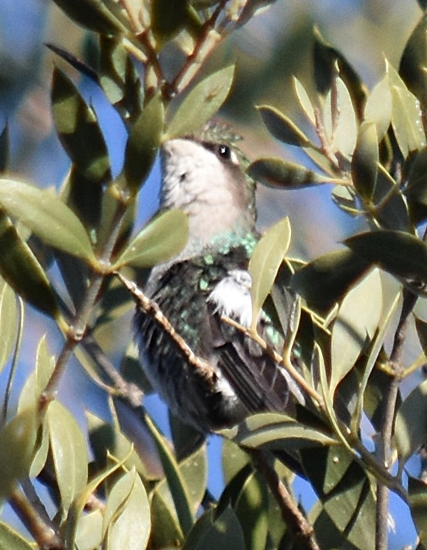 Blue-tufted Starthroat - ML251333431