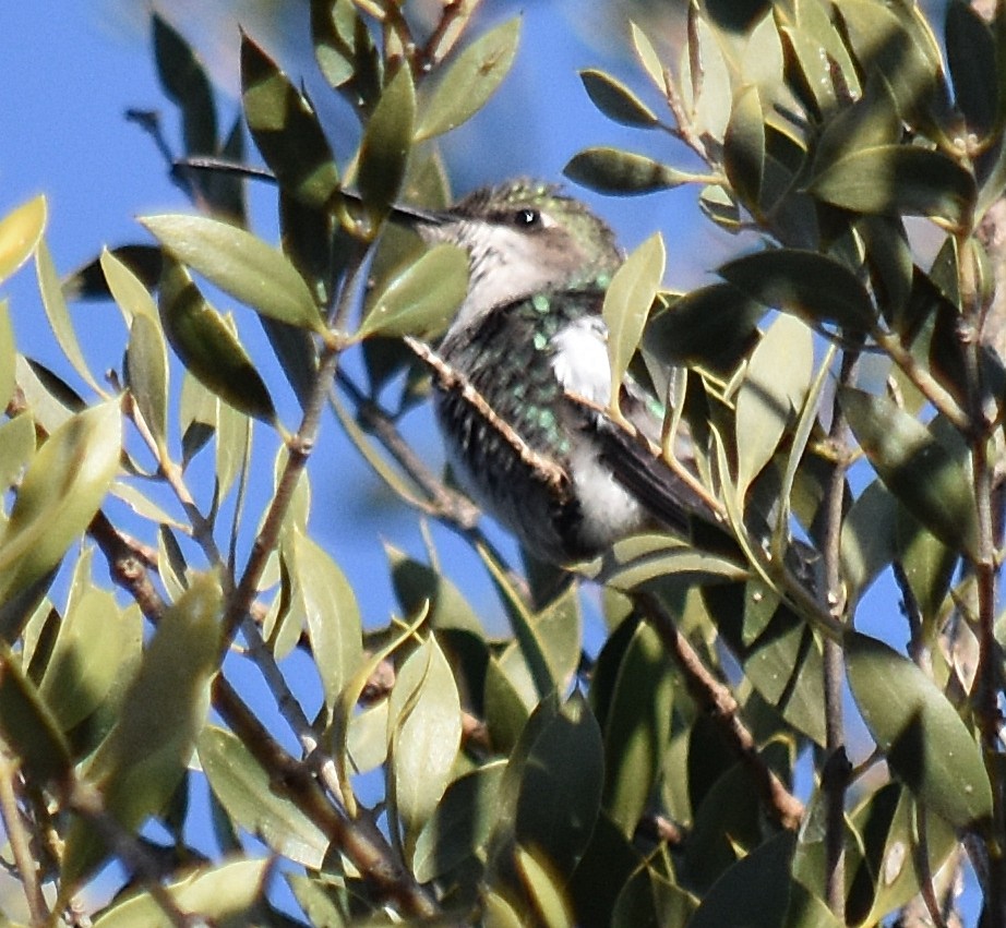 Blue-tufted Starthroat - ML251333471