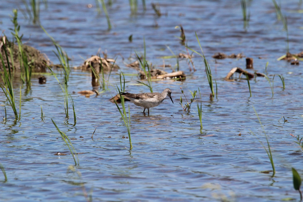 Lesser Yellowlegs - ML251333521