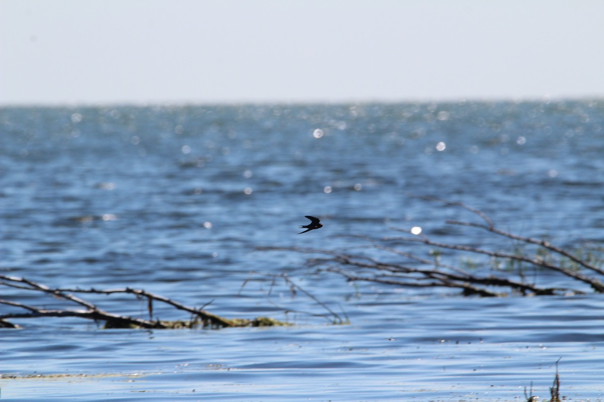 Purple Martin - ML251333551