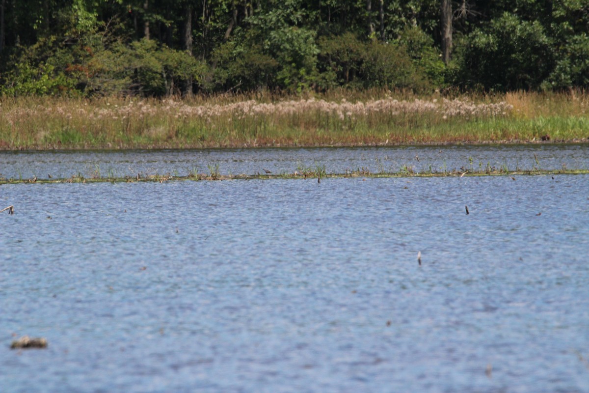 Stilt Sandpiper - ML251334191