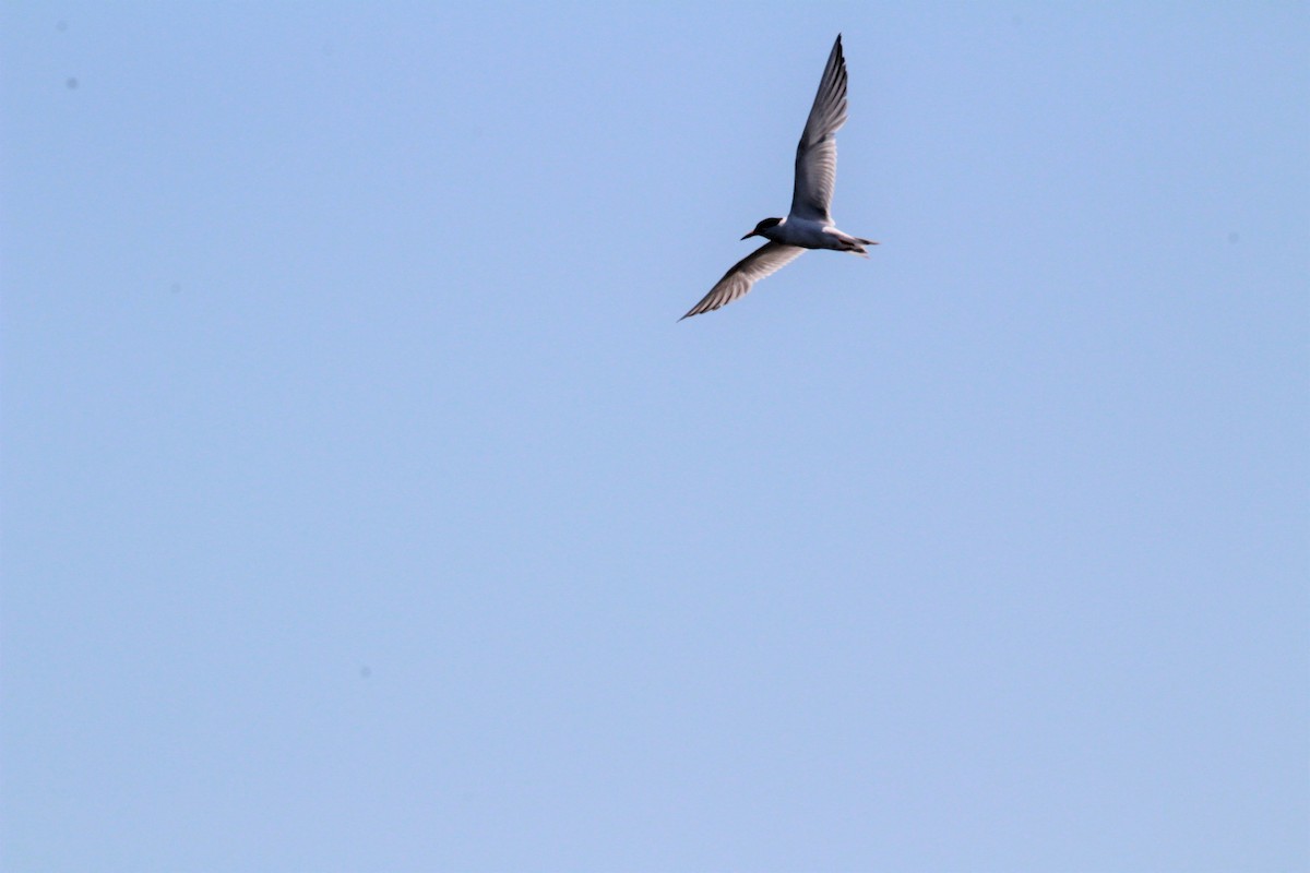 Common Tern - ML251334811