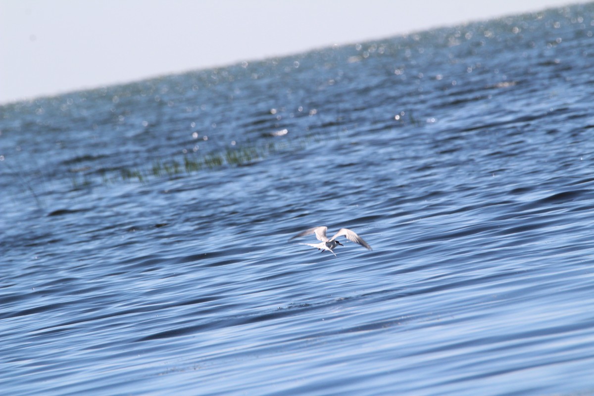 Common Tern - ML251334831