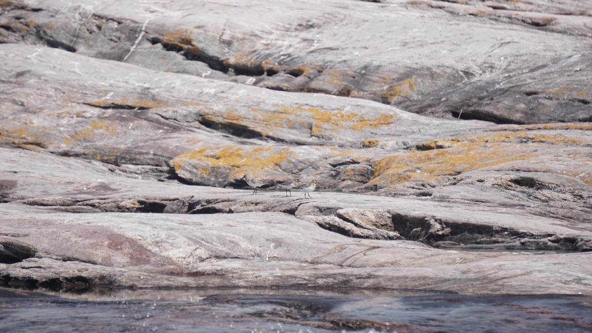 Bécasseau sanderling - ML251335481