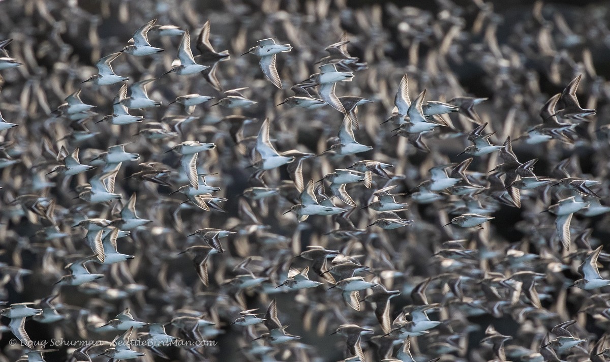 Dunlin - ML25134361