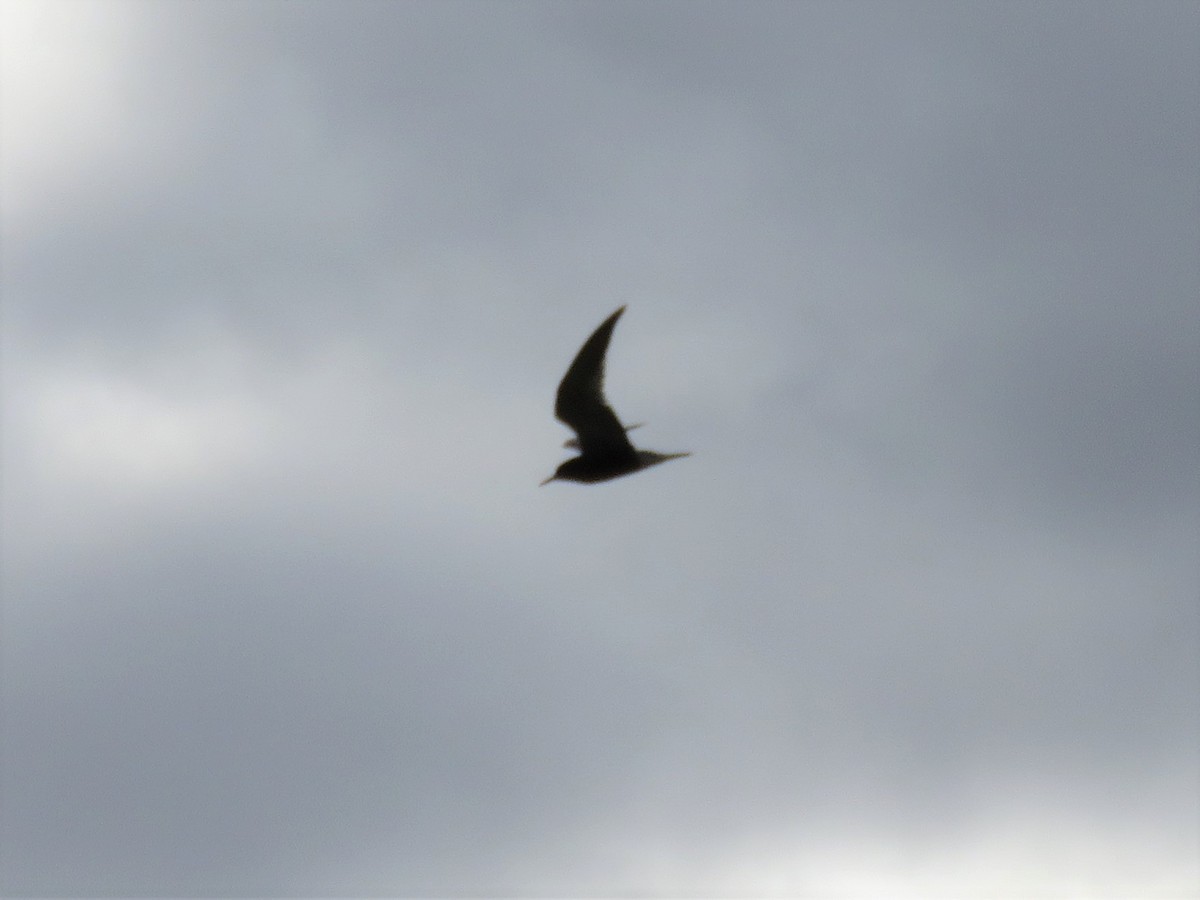 Black Tern - Pam Otley