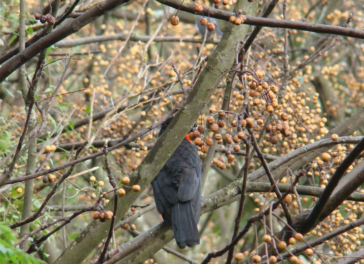 Red-ruffed Fruitcrow - ML251346521