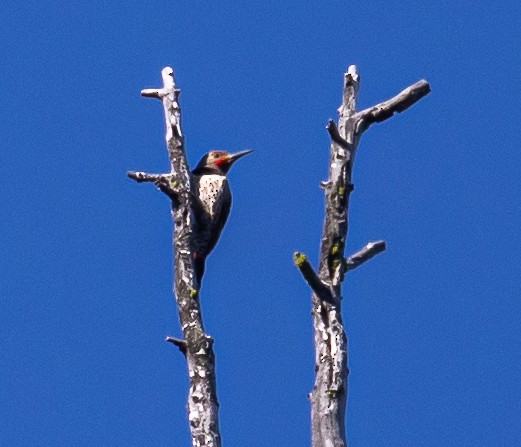 Northern Flicker - ML251347831