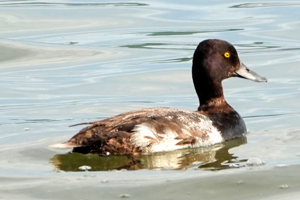 Lesser Scaup - Linda Hamp