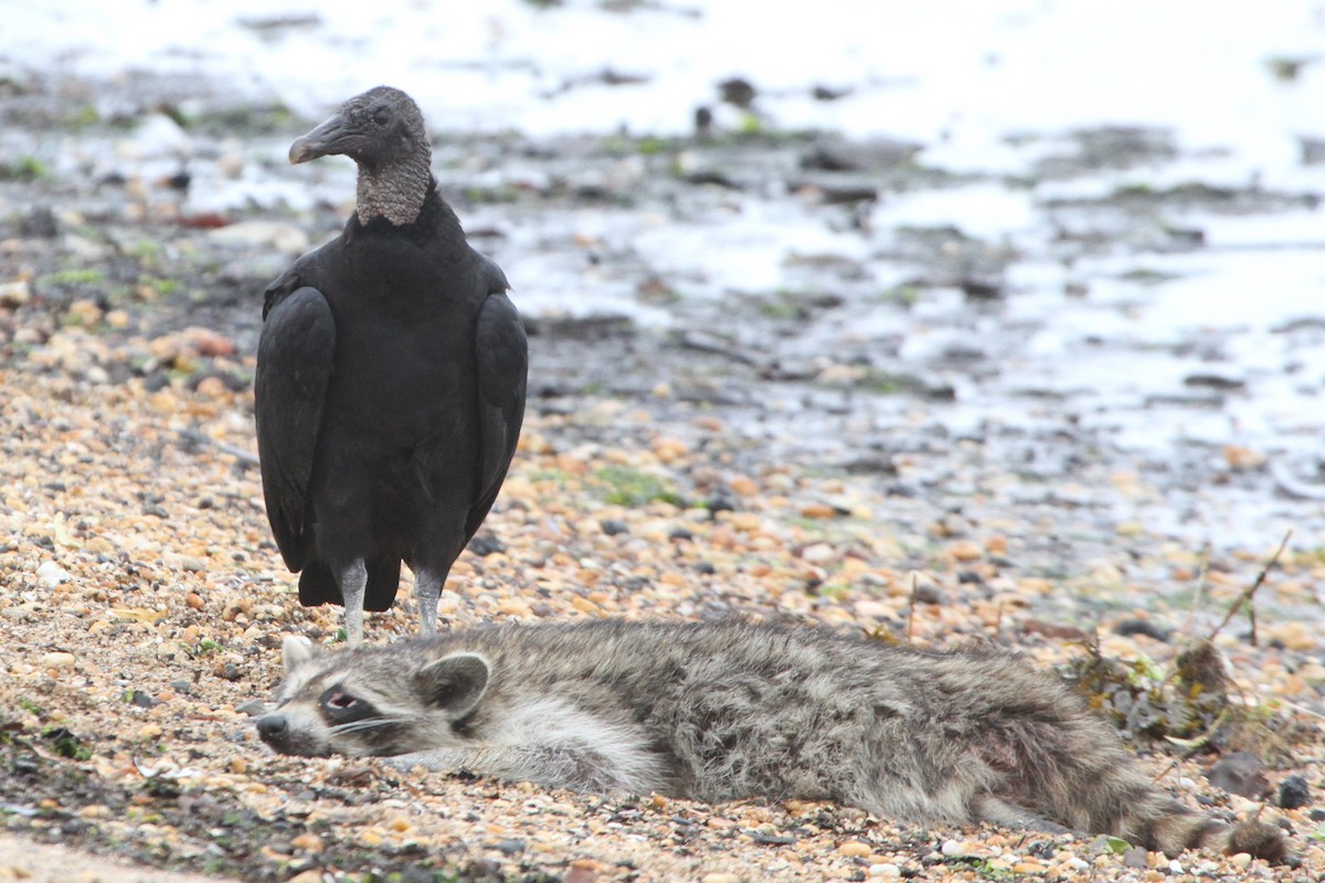 Black Vulture - ML251352561