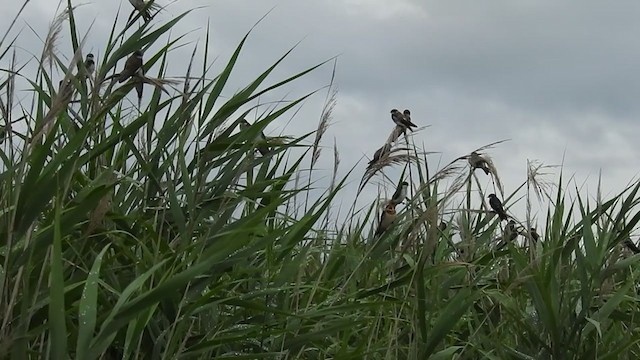 Hirundinidae sp. - ML251352571