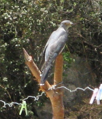 Himalayan Cuckoo - ML251354121