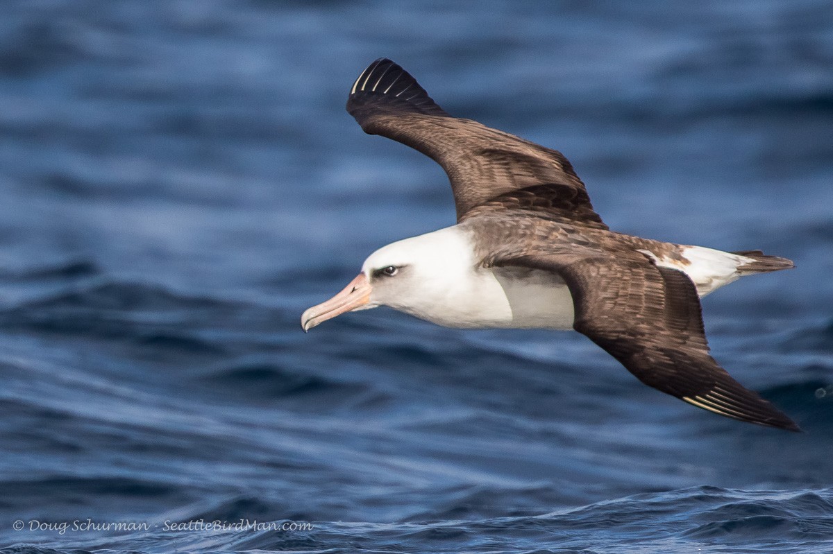 Laysan Albatross - Westport Seabirds