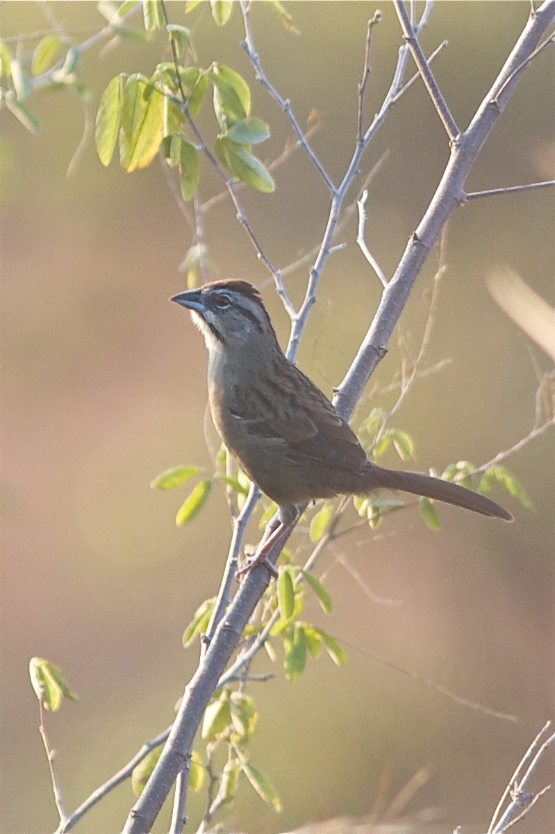 Rusty Sparrow - ML251354521