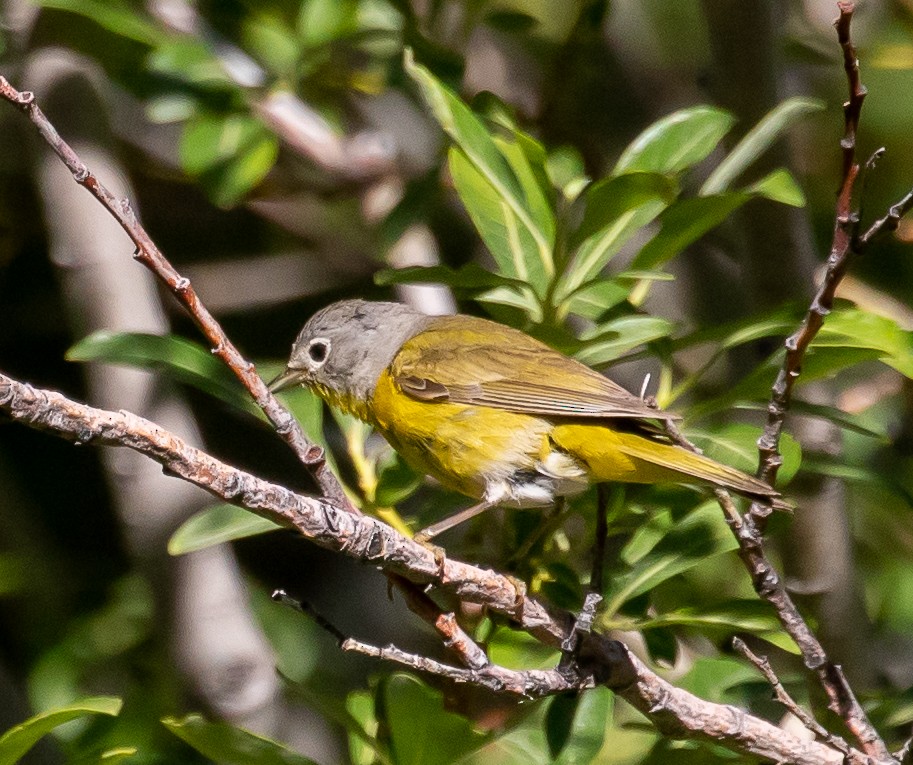 Nashville Warbler - ML251354731