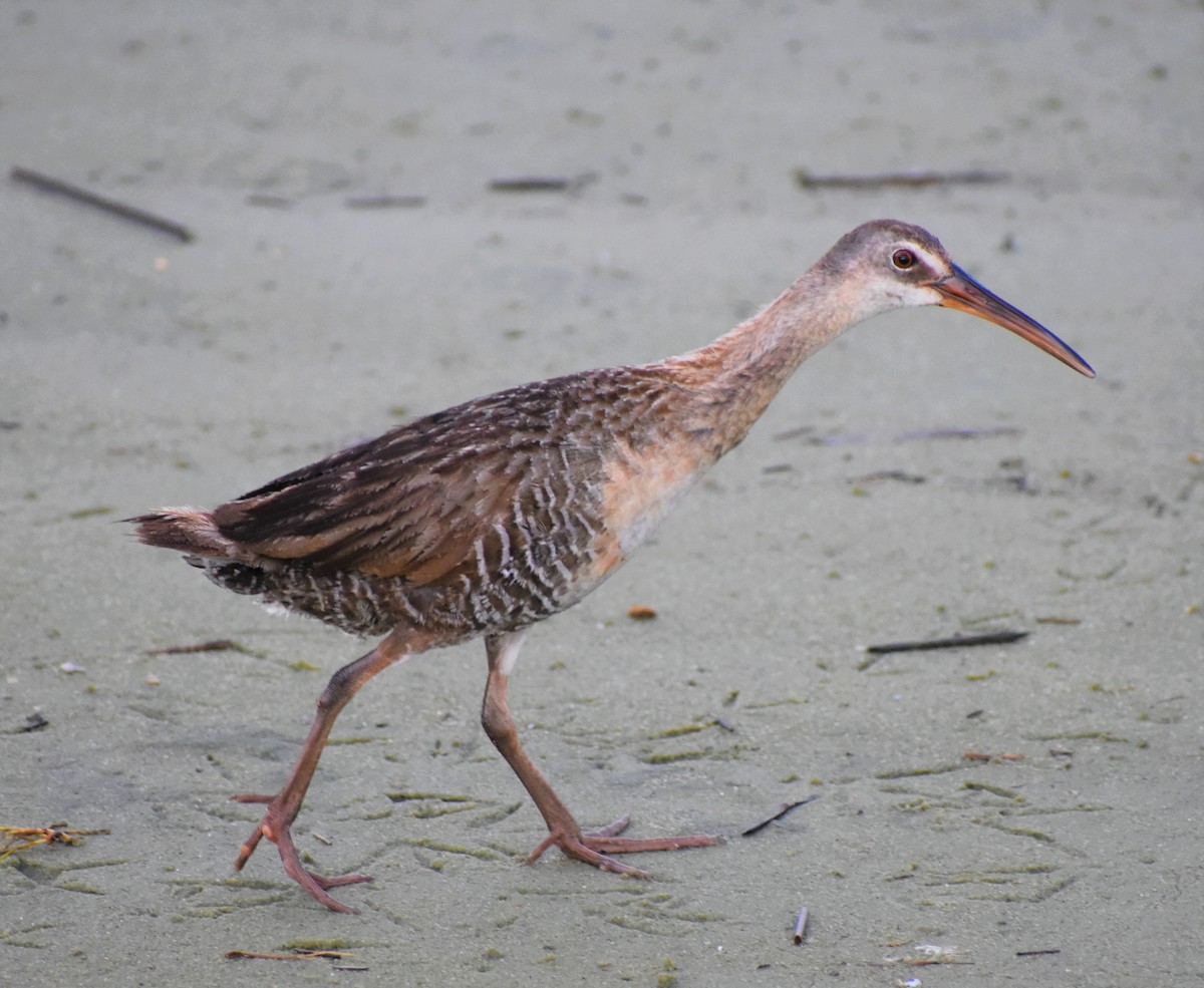 Clapper Rail - ML251356061