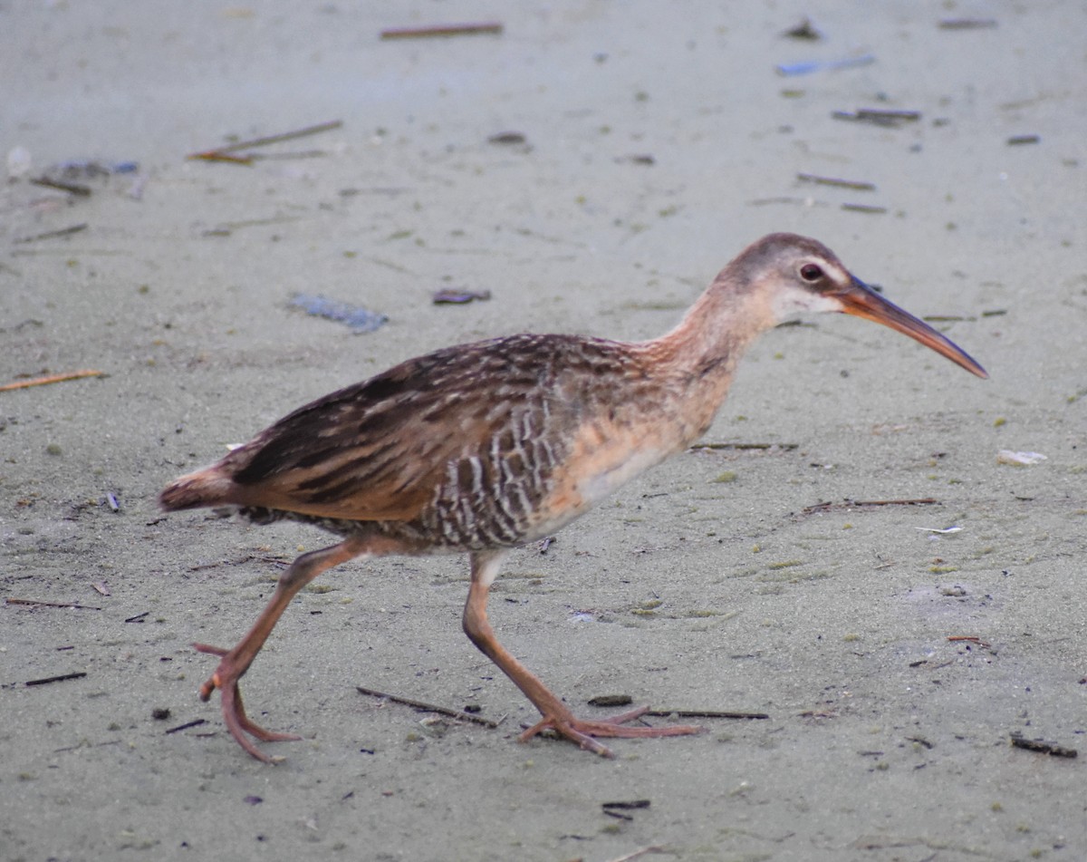 Clapper Rail - ML251356671