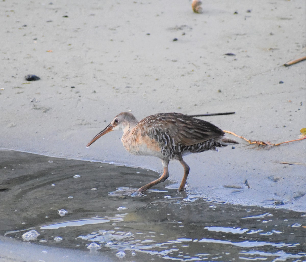 Clapper Rail - Mark Greene